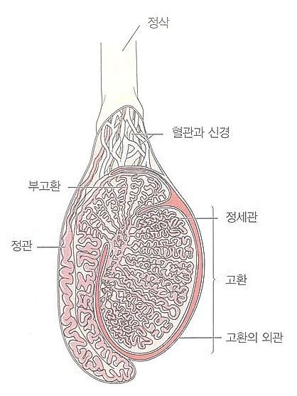 tjdry|아는 언니의 치마 속 이야기 1.외부 생식기. 치구, 대음순, 소음순, .